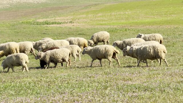 A group of fluffy sheep moves together across a bright, grassy field. The scene feels peaceful and full of life under the warm sun. It is a heartwarming sight of animals in their natural home.