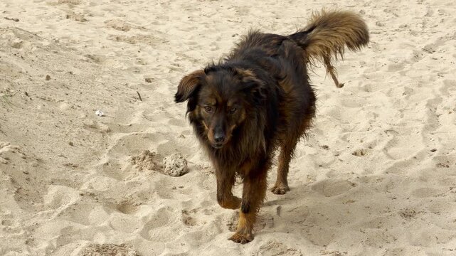 A fluffy brown dog walks calmly across the soft sand under a white pier. The scene feels peaceful and curious as the pup explores the beach. It is a quiet, sunny day by the water.