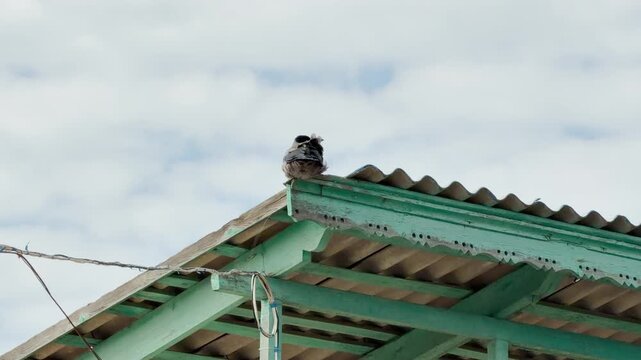 A tiny bird sits quietly on the corner of a weathered green roof. The soft, cloudy sky creates a peaceful and calm atmosphere. It looks like a moment of simple, lonely beauty in the open air.