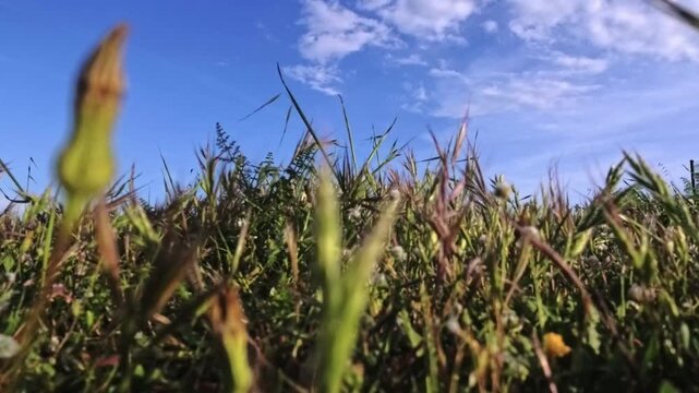 Low-angle shot of wild grass and weeds swaying against a bright blue sky with wispy clouds, capturing a ground-level perspective of a breezy summer day in a natural field.