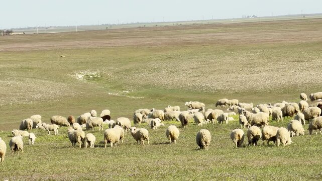 A large group of woolly sheep grazes peacefully in a wide, open field. The quiet scene feels calm and free under the bright sky. It is a heartwarming view of nature and simple country life.