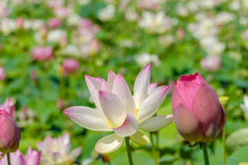 Obraz premium 鮮やかなピンクの縁取りが美しいハスの花のクローズアップ。蕾とともに咲き始める生命力あふれる瞬間の描写。背景の緑と柔らかなボケが主役を際立たせる、夏の季節感あふれる上品な植物写真。