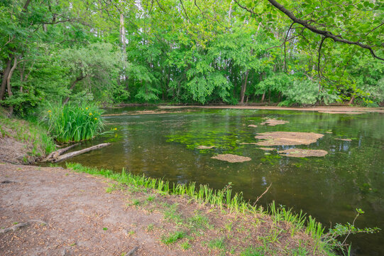 View of a tranquil pond reflecting the lush green canopy above, edged by vibrant vegetation, creating a serene oasis, Dunajsky Klatov, Trnava Region, Slovakia.