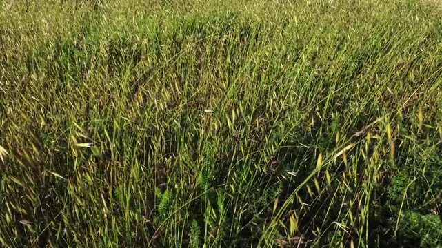 Wild green grass and ears of grain swaying intensely in the wind, creating a rhythmic wave motion across a sunlit meadow, capturing the essence of a breezy summer day in nature.