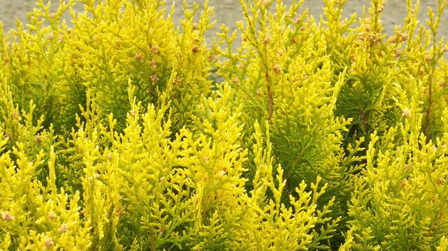Bright yellow and green evergreen branches glow with warmth and life. The dense, soft foliage creates a joyful and refreshing feeling of spring. This beautiful plant adds burst of energy to the scene