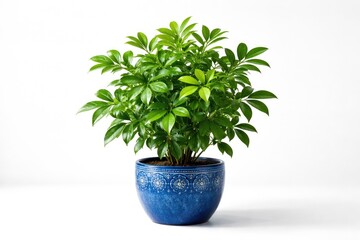 Fototapeta premium Green plant with vivid leaves in decorative blue pot against white backdrop with ample copy space