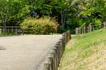 Fototapeta premium 公園の緑豊かな木々と芝生に沿って続く遊歩道と木の柵。穏やかな午後の日差しが降り注ぐ日本の夏の風景。