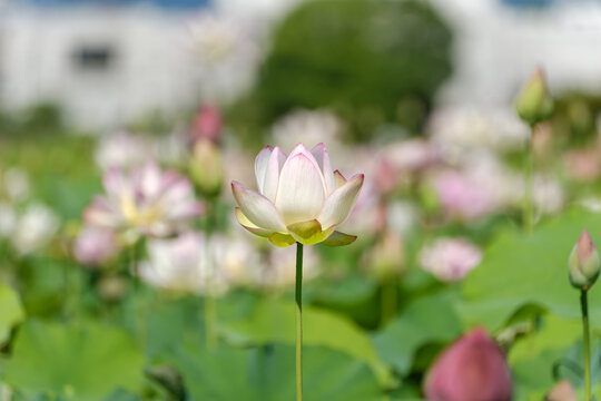 原始蓮」の写真素材 | 1,407件の無料イラスト画像 | Adobe Stock