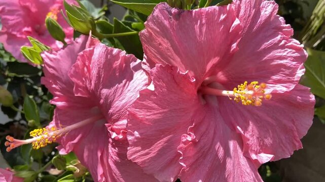 Hibiscus rosa-sinensis with pink flowers also known as Chinese hibiscus,China rose, Hawaiian hibiscus, Rose mallow in tropical garden of Tenerife,Canary Islands,Spain,4K.