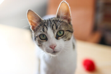A domestic cat looks warily at the camera. © Natalia
