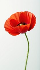 Obraz premium Single red poppy flower, delicate petals, white backdrop , red, red poppy flower