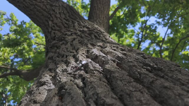 From low angle, impressive Stag Beetle (Lucanus cervus) slowly makes its way coarse, ancient oak bark against tree crown and blue sky. Greater Stag Beetle crawling rough wood grain of old oak