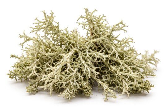 Evernia prunastri oakmoss macro shot on white background featuring clipping path
