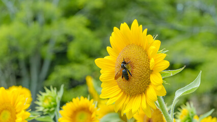 Obraz premium 満開のひまわりの花に集まる大きな黒いクマバチ。夏の太陽を浴びて輝く黄色い花びらと昆虫の生態を捉えた、生命力あふれる自然風景。