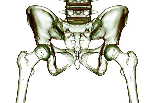 Normal healthy hip joints, 3D illustration