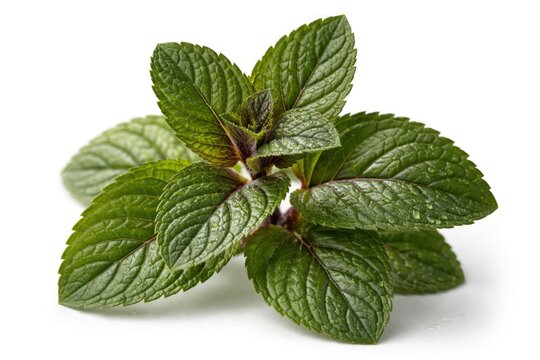 Chocolate Mint herb leaves showing texture and freshness with white background