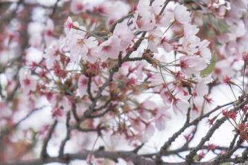Fototapeta premium Close-up of Cherry Blossoms on Tree Branches