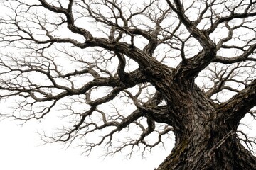 Fototapeta premium Ancient tree limbs creating an eerie network against a clean white backdrop