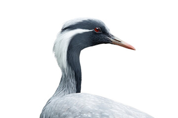 Fototapeta premium Portrait of a demoiselle crane isolated on white background.