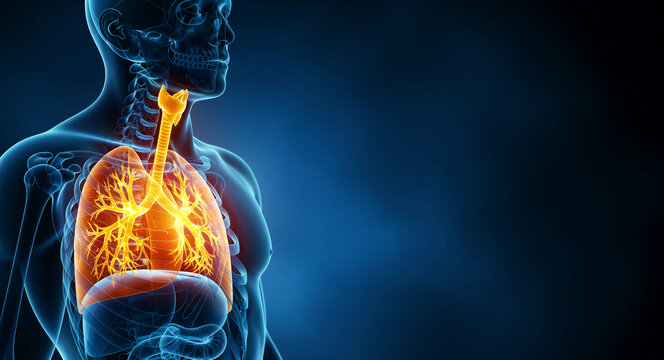 3D illustration of human lungs and respiratory system in a male body. Anatomical visualization showing the trachea and bronchial tree. Medical health concept for pulmonary disease and education.