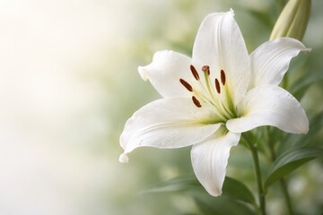 Fototapeta premium Detailed white lily flower on a muted pale background with a softly blurred green effect and copy space