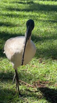 Australian white ibis bird walking alone on grass outdoors at the beach in Sydney, Australia