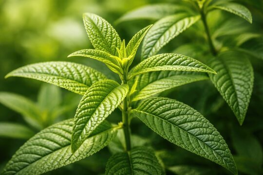 Close up view capturing lemon verbena leaves with intricate texture against a lush green background