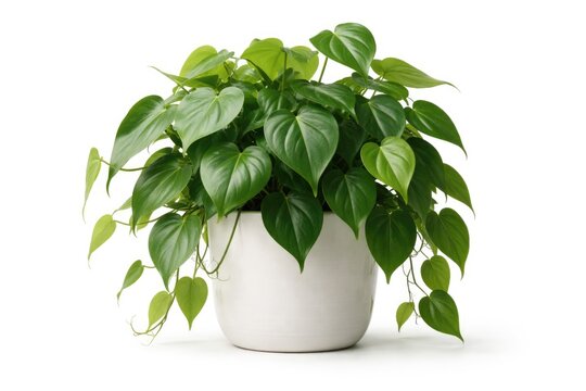 Natural heartleaf philodendron houseplant in ceramic pot displayed on pure white backdrop