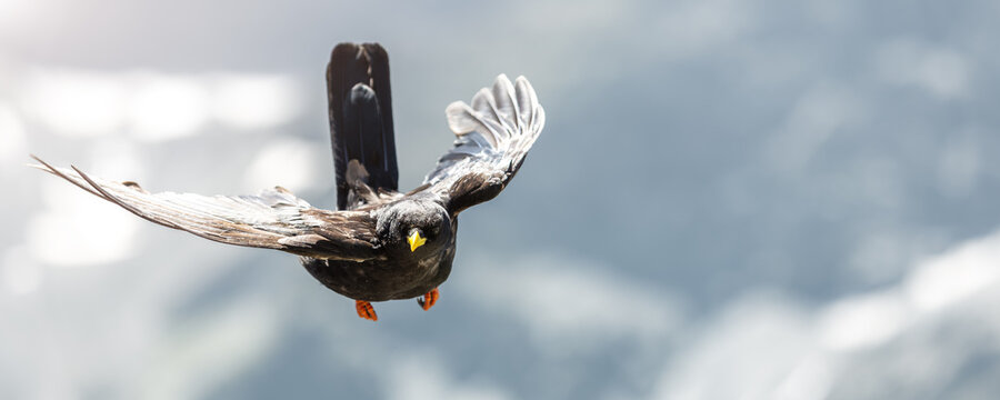 Black alpine chough bright yellow beak orange claws flies wide wings against alpine mountain background. Detailed feathers motion clear daylight show graceful flight in high altitude natural habitat