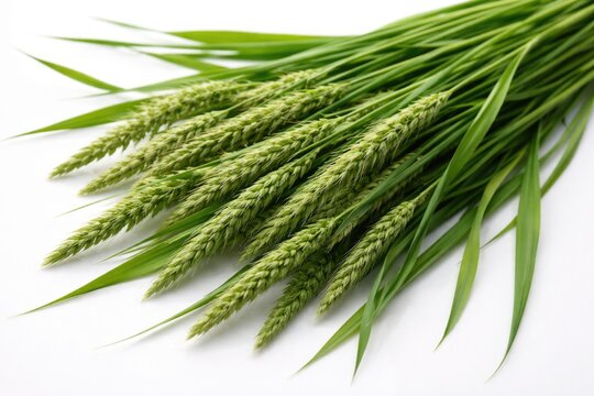 Fresh quack grass stalks displayed against white