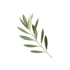 Fototapeta premium A delicate silvery-green olive sprig with a slender woody stem isolated on a transparent background under soft studio light concept of botanical elegance