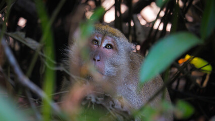 Fototapeta premium Wild Macaque Monkey Peering Through Dense Jungle Foliage