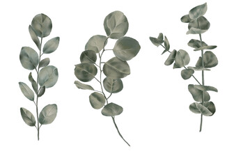 Obraz premium Eucalyptus greenery set boho wedding minimal luxury soft green botanical elements