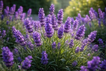 Fototapeta premium Lavandula angustifolia flower clusters blooming amidst green leaves in garden