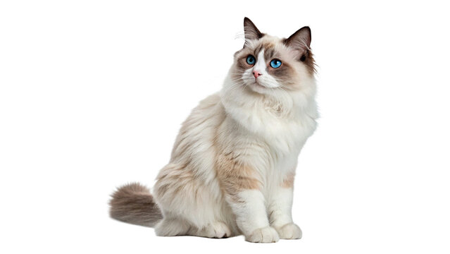 Ragdoll cat sitting on a white background looking to the side with bright blue eyes and fluffy coat isolated on transparent background cut out