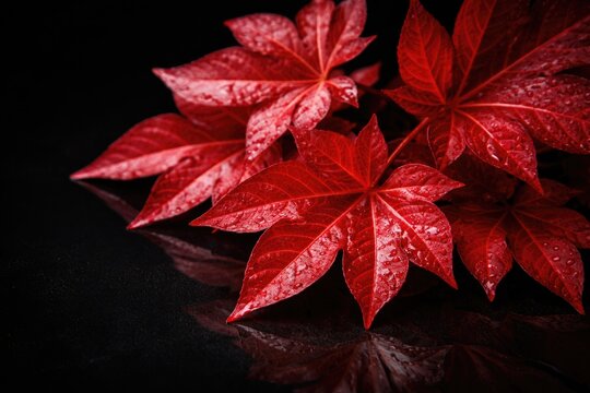 Bright red jathropa leaves on polished black background presenting a bold natural contrast