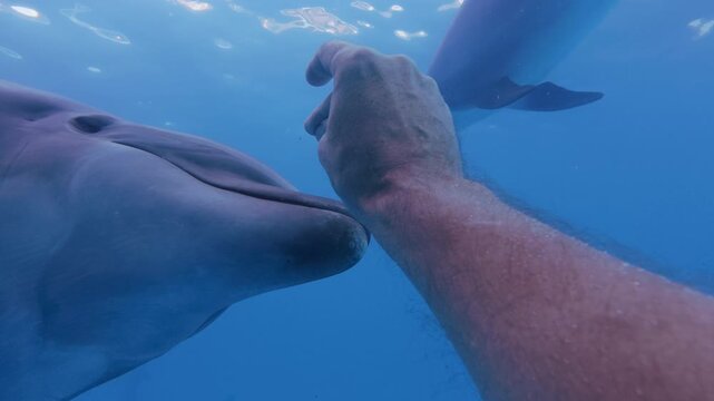 Man snaps his fingers to attracting curious bottlenose dolphin, which swimming toward him, opens its mouth, and gently touches his palm with its snout. Dolphin swims away, and person waves goodbye