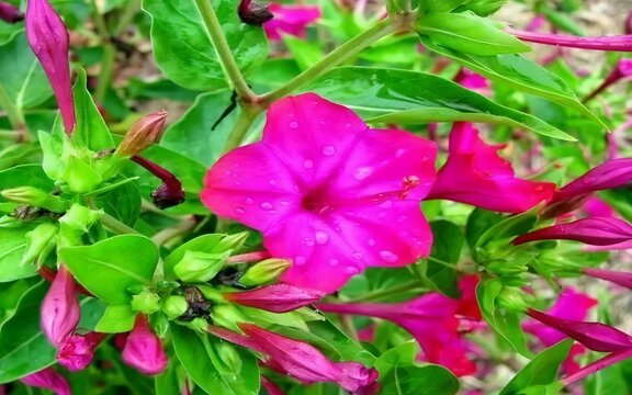 Mirabilis Jalapa
