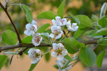 A pear branch blooms with white flowers in spring garden . Nature ,spring, natural environment. © Mariana