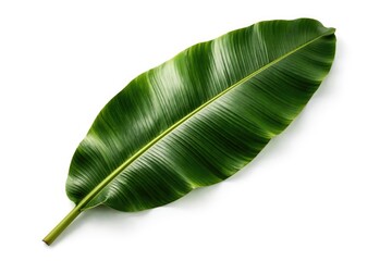 Fototapeta premium Banana leaf isolated on white with tropical foliage texture and summer copy space area