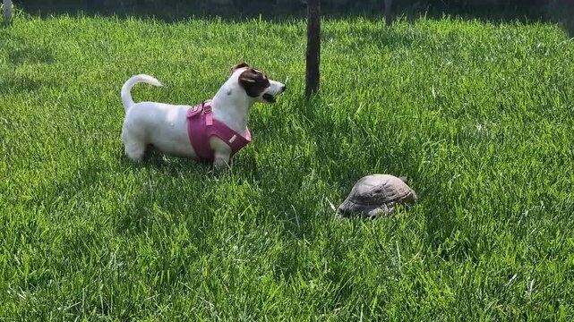 Jack Russell Terrier Playing with Turtle on Green Grass. A small white and brown Jack Russell Terrier barking at a turtle in a sunny garden. Funny domestic pets interaction outdoors
