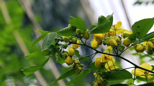 Yellow scrambled egg tree flowers blooming on a green branch, senna surattensis tropical plant