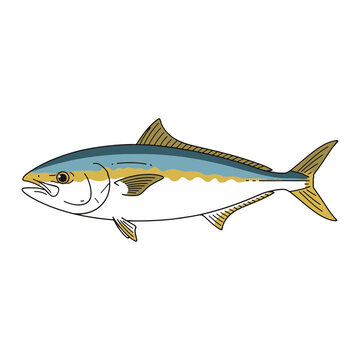 Japanese Amberjack Yellowtail Fish Vector Illustration Isolated on White Background