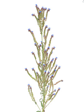 Mature common bugloss plant (Anchusa officinalis) isolated on white with flowers, seed capsules and green leaves