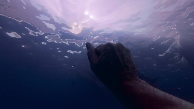 POV: man snaps his fingers to attract group of curious dolphins, friendly bottlenose dolphins swim alongside him in morning light. Pod of dolphins swimming close by in bright rays of sun at sunrise