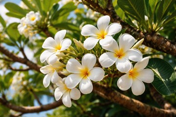 Obraz premium Close up of white plumeria flowers growing on vibrant tree limbs
