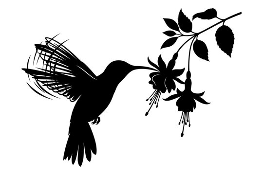 Black and white silhouette of hummingbird drinking nectar from flowers with intricate feather details editable vector silhouette
