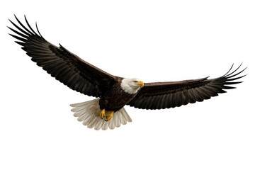 Fototapeta premium Graceful Bald Eagle gliding with full wing span on blank white background