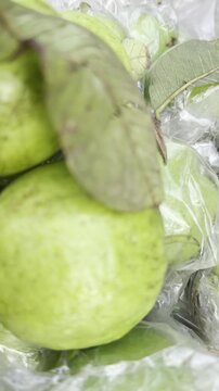 Fresh green guavas with leaves packed in transparent plastic wrap for market sale, organic tropical fruit close-up
