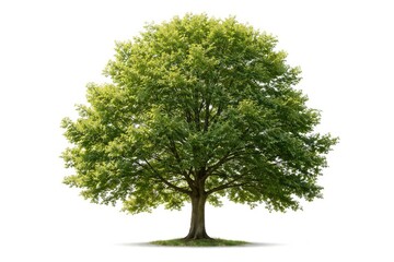 Fototapeta premium Green leafy trees isolated on white background for summer design use